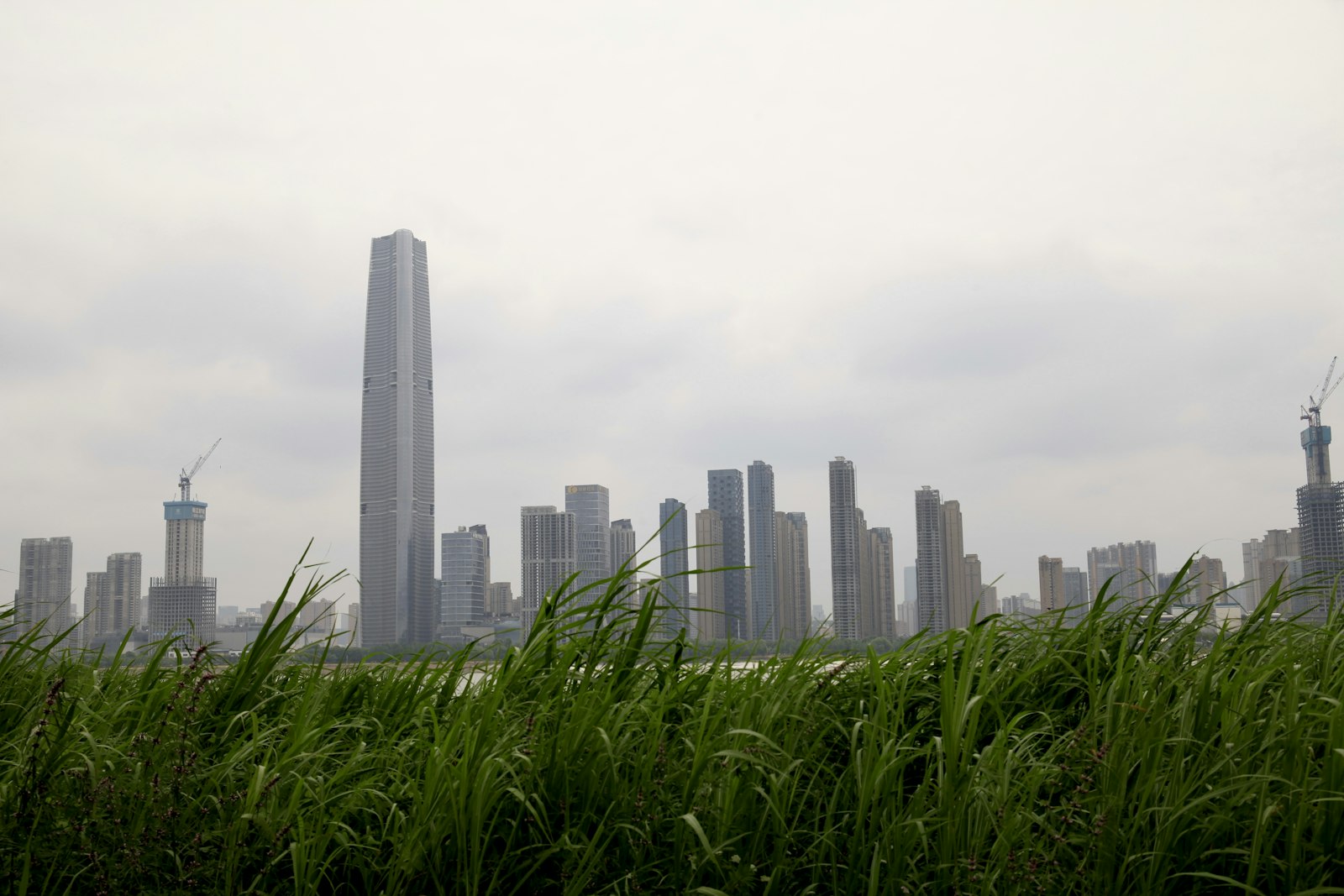 武汉汉口江滩的芦苇与城市天际线